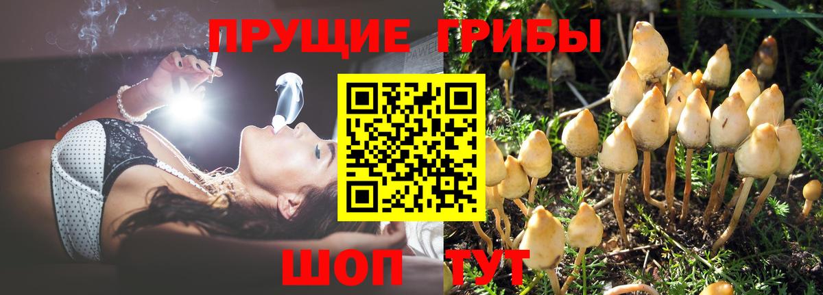 Мурманск  Псилоцибиновые грибы GOLDEN TEACHER  Псилоцибиновые грибы MAGIC MUSHROOMS  Вход с VPN 
